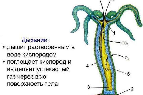 Кракен купить порошок маркетплейс